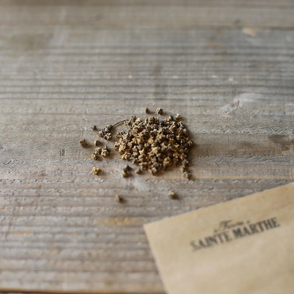 Graines de betterave chioggia bio – La Ferme de Sainte Marthe