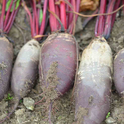 Graines de betterave cylindra formanova bio – La Ferme de Sainte Marthe