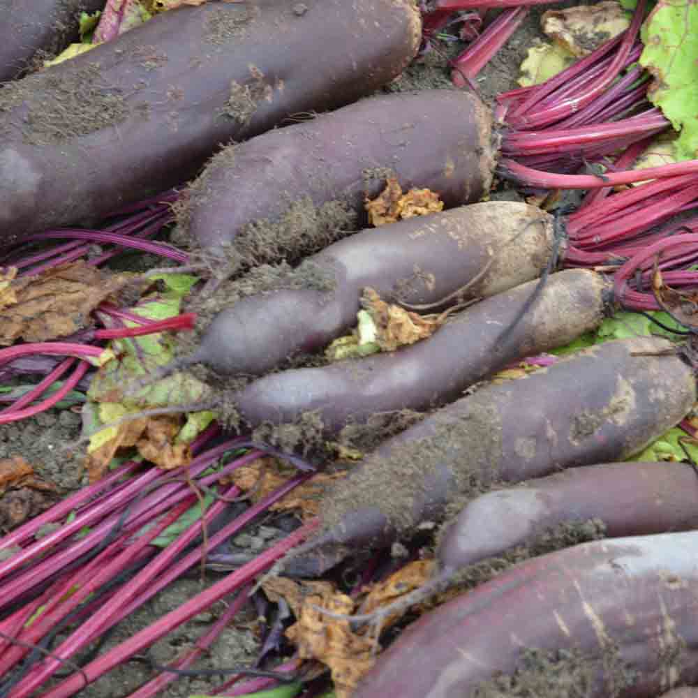 Graines de betterave forono bio – La Ferme de Sainte Marthe