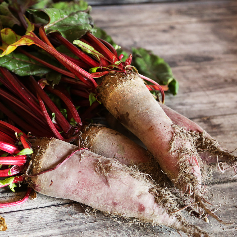 Graines de betterave rouge covent garden bio – La Ferme de Sainte Marthe