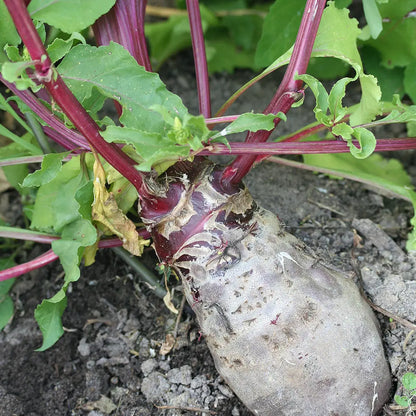 Graines de betterave rouge covent garden bio – La Ferme de Sainte Marthe