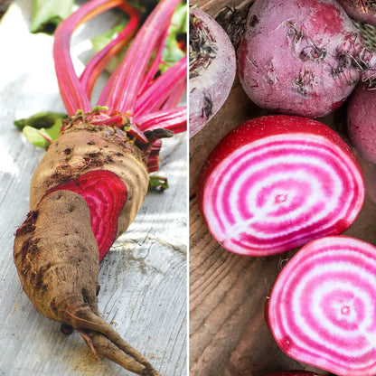 Graines de betteraves en mélange (crapaudine, chioggia) bio – La Ferme de Sainte Marthe