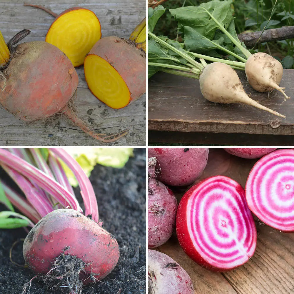 Graines de betteraves en mélange (burpees, albina, chioggia, d'égypte) bio – La Ferme de Sainte Marthe