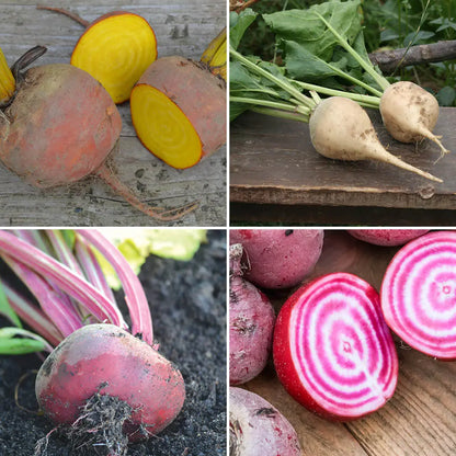 Graines de betteraves en mélange (burpees, albina, chioggia, d'égypte) bio – La Ferme de Sainte Marthe