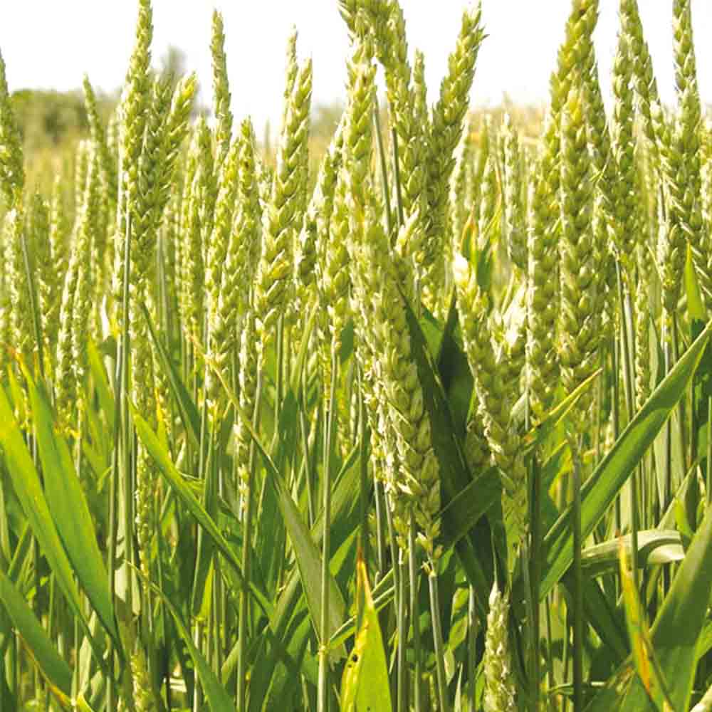 Graines de blé d'hiver bio – La Ferme de Sainte Marthe