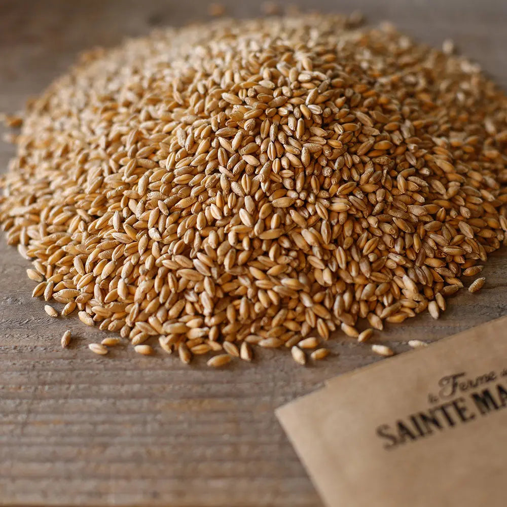 Graines de blé d'hiver bio – La Ferme de Sainte Marthe