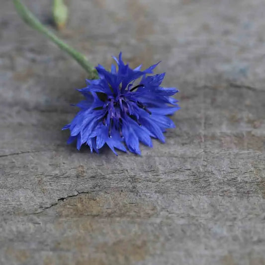 Graines de bleuet bio – La Ferme de Sainte Marthe