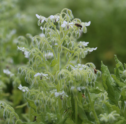 Graines de bourrache blanche bio – La Ferme de Sainte Marthe