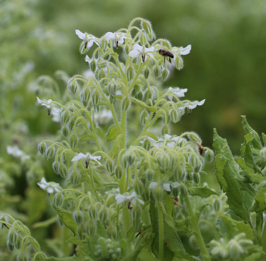Graines de bourrache blanche bio – La Ferme de Sainte Marthe