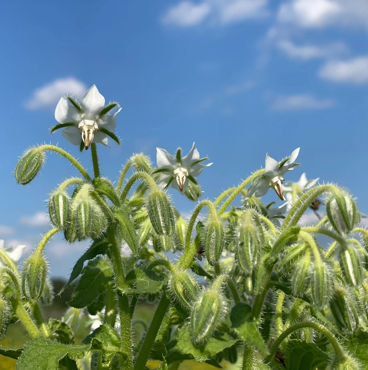 Graines de bourrache blanche bio – La Ferme de Sainte Marthe