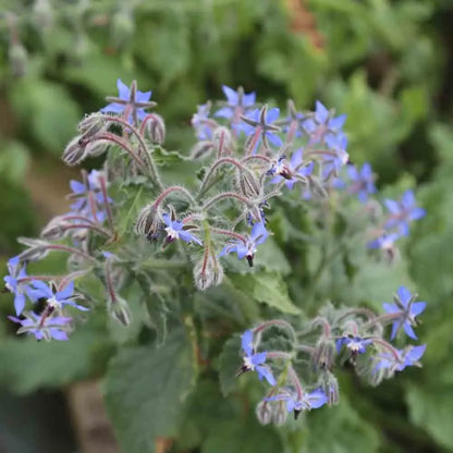 Graines de bourrache officinale bio – La Ferme de Sainte Marthe