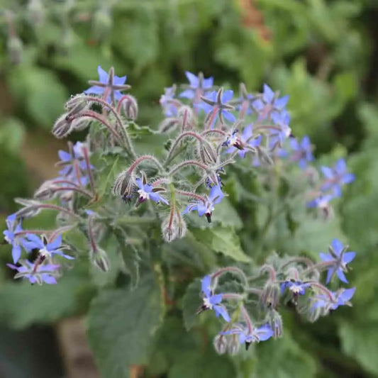 Graines de bourrache officinale bio – La Ferme de Sainte Marthe