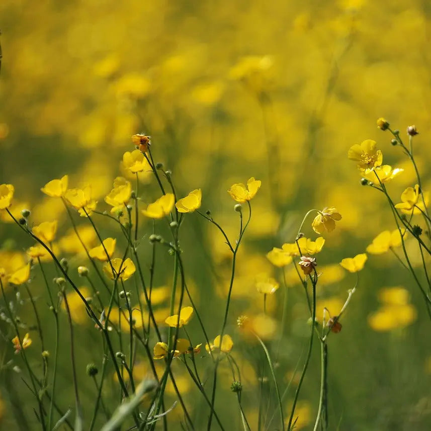 Graines de bouton d'or bio – La Ferme de Sainte Marthe