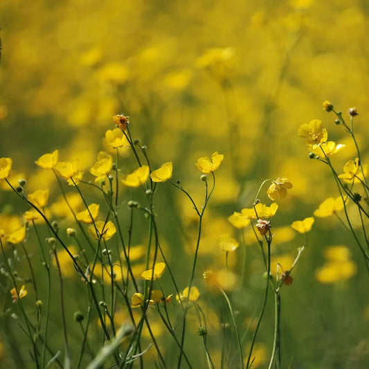 Graines de bouton d'or bio – La Ferme de Sainte Marthe