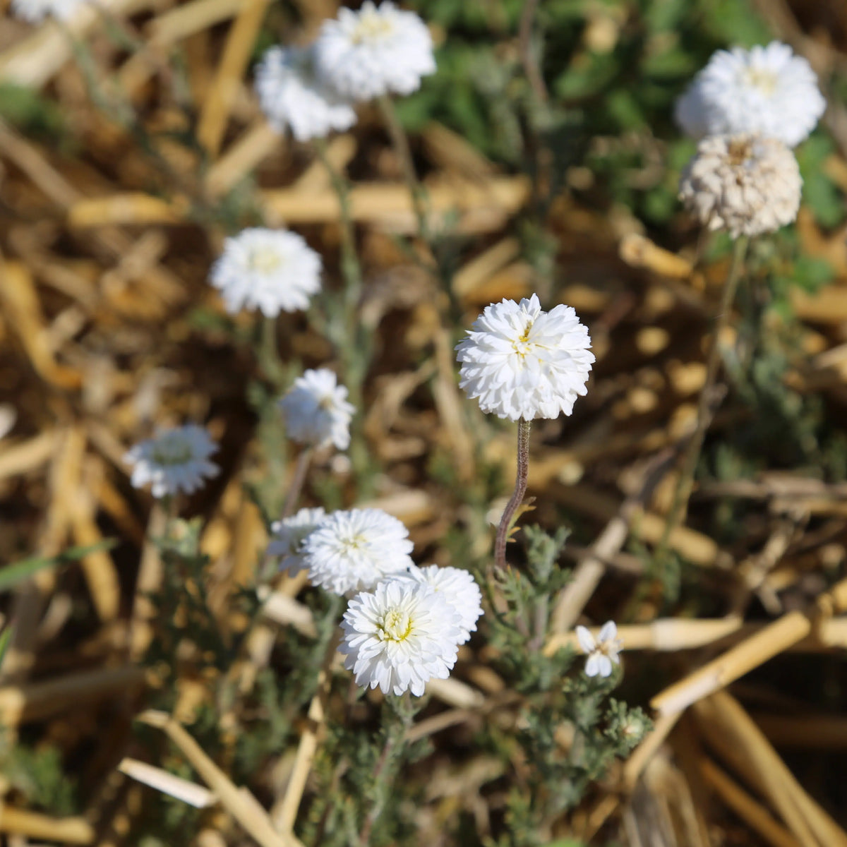 Graines de camomille romaine bio – La Ferme de Sainte Marthe