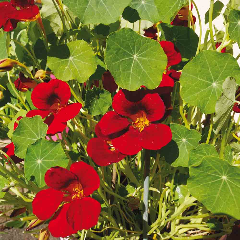 Graines de capucine naine black velvet – La Ferme de Sainte Marthe