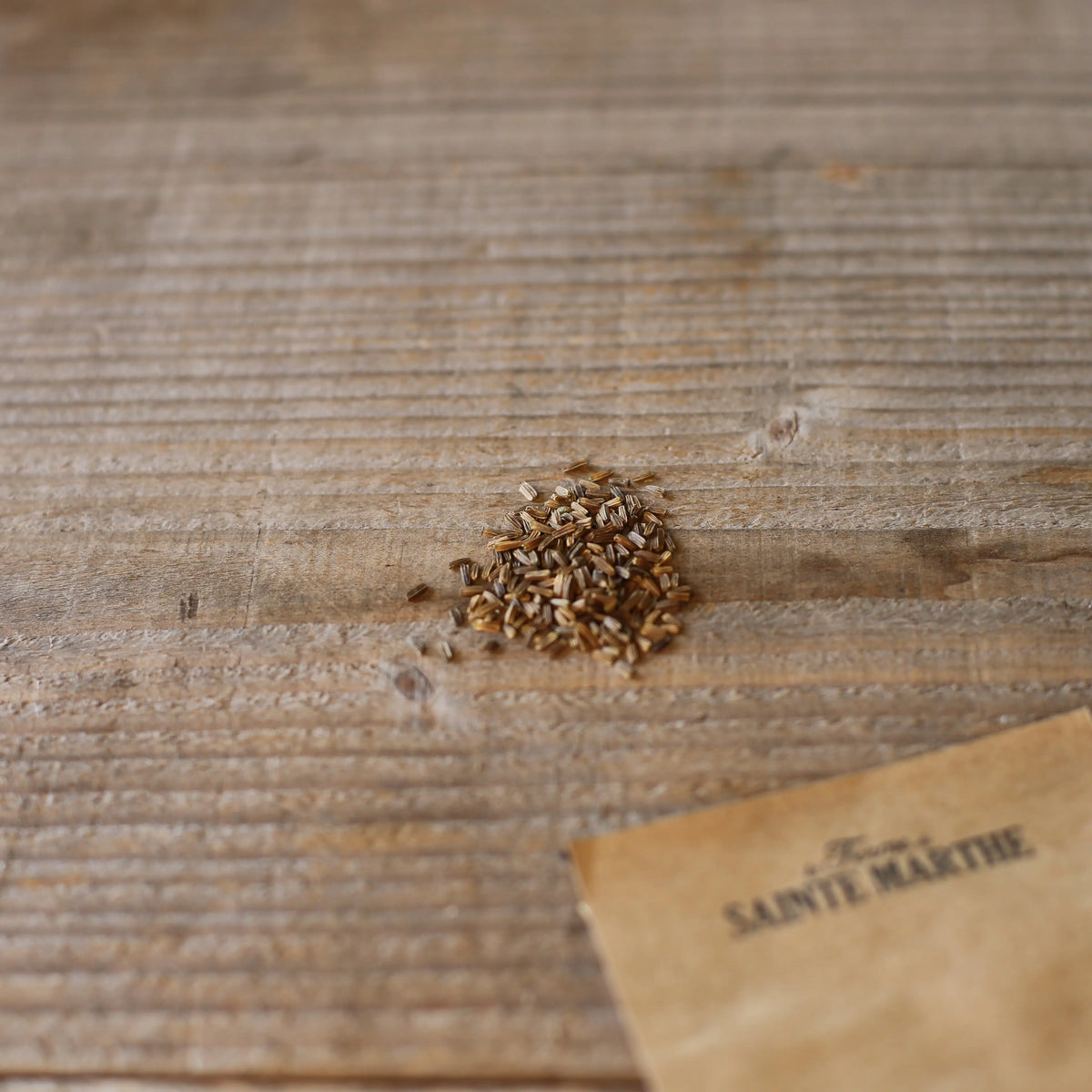 Graines de cardère cultivée bio – La Ferme de Sainte Marthe