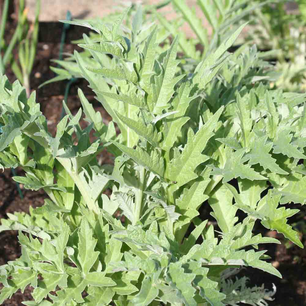 Graines de cardon blanc amélioré bio – La Ferme de Sainte Marthe
