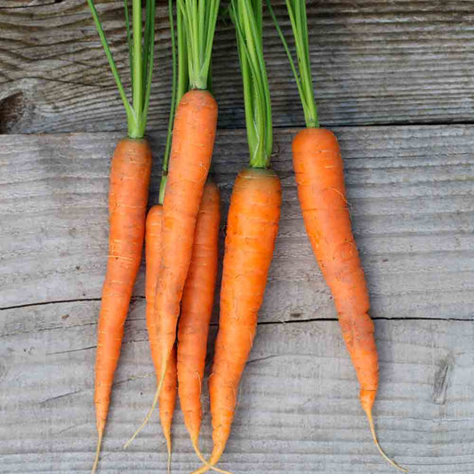 Graines de carotte amsterdam 2 bio – La Ferme de Sainte Marthe