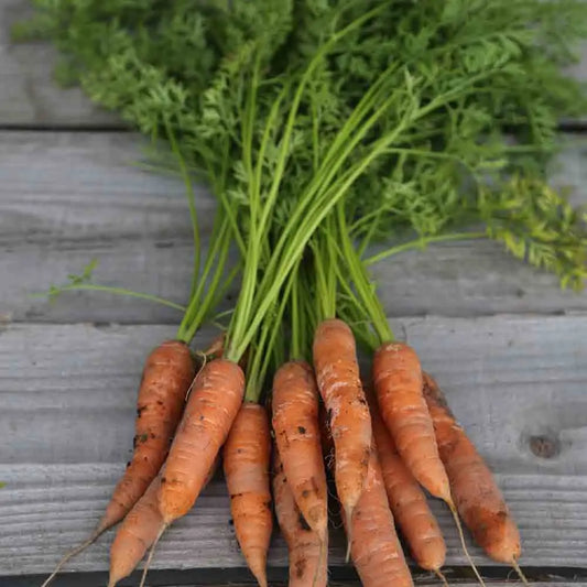 Graines de carotte berlicum 2 bio – La Ferme de Sainte Marthe