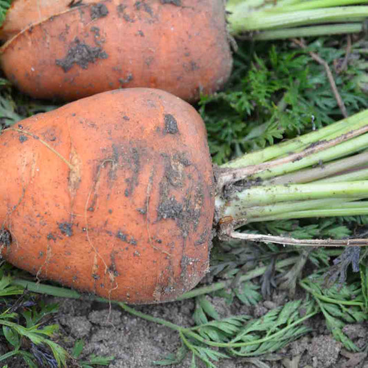 Graines de carotte demi-courte obtuse de guérande bio – La Ferme de Sainte Marthe