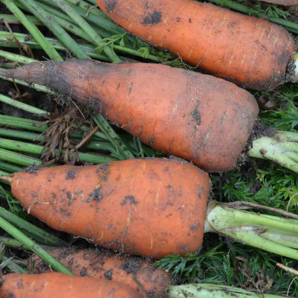 Graines de carotte demi-longue de luc bio – La Ferme de Sainte Marthe