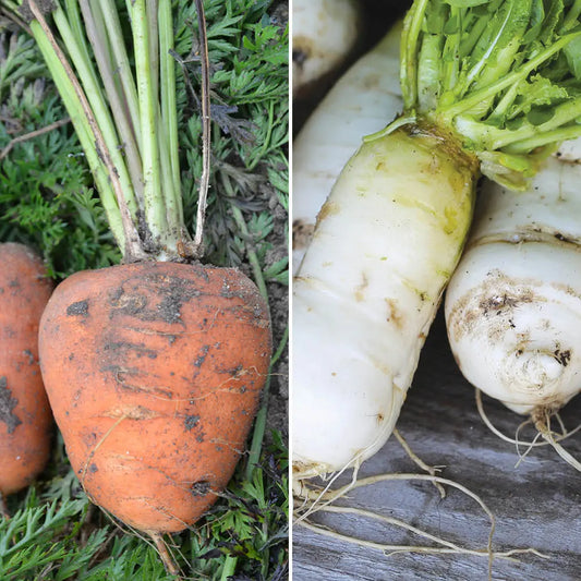 Graines de carotte et navet en mélange (carotte obtuse de guérande, navet de croissy) bio – La Ferme de Sainte Marthe