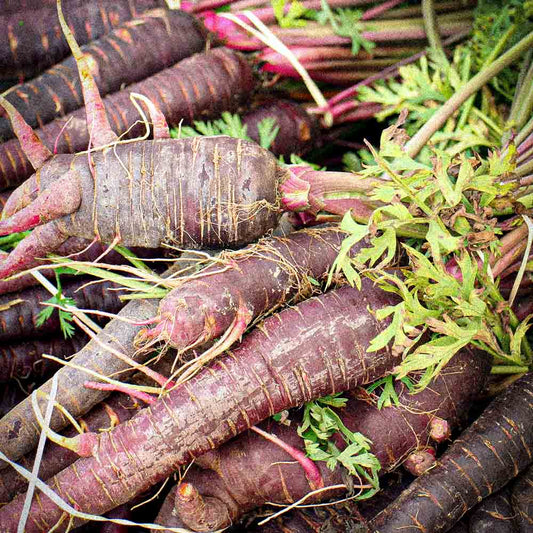 Graines de carotte gniff bio – La Ferme de Sainte Marthe