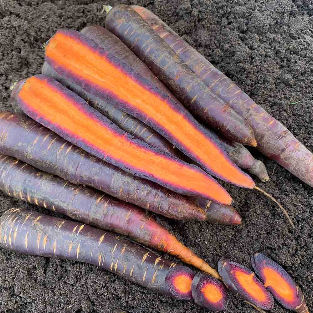 Graines de carotte lila lu bio – La Ferme de Sainte Marthe