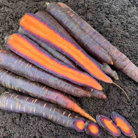 Graines de carotte lila lu bio – La Ferme de Sainte Marthe