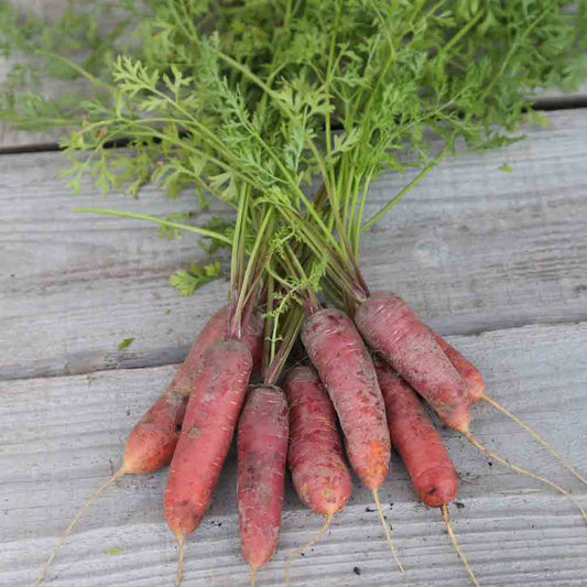 Graines de carotte longue rouge sang bio – La Ferme de Sainte Marthe