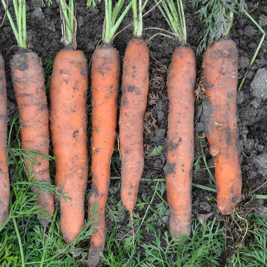 Graines de carotte rodelika bio – La Ferme de Sainte Marthe