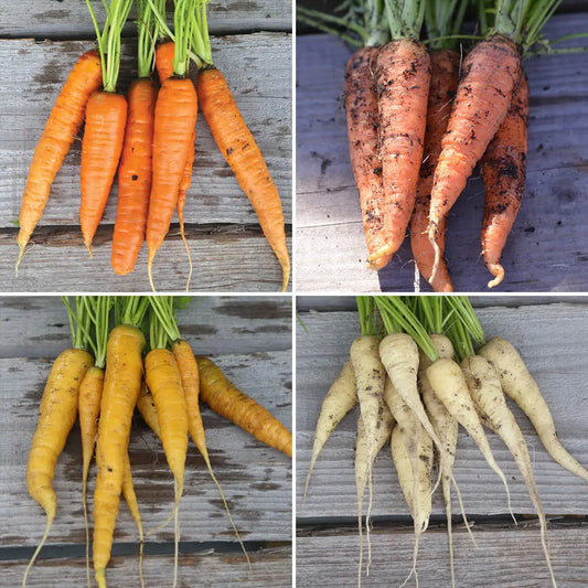 Graines de carottes en mélange (de colmar à cœur rouge 2, gniff, blanche de kuttingen et jaune du doubs) bio – La Ferme de Sainte Marthe