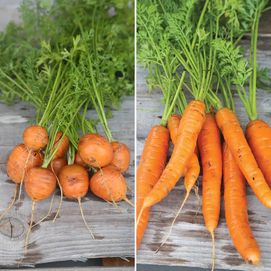 Graines de carottes en mélange marché de paris 3, nantaise 2 bio – La Ferme de Sainte Marthe