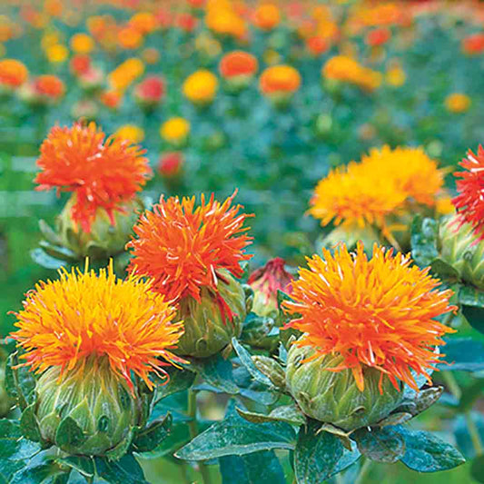 Graines de carthame ou safran des teinturiers orange bio – La Ferme de Sainte Marthe