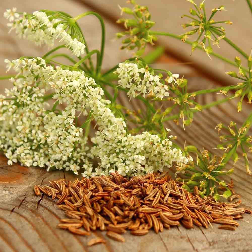 Graines de carvi bio – La Ferme de Sainte Marthe