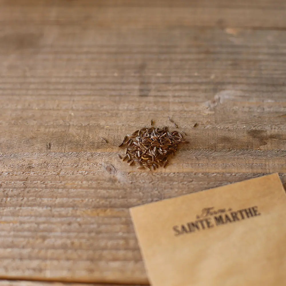Graines de carvi bio – La Ferme de Sainte Marthe