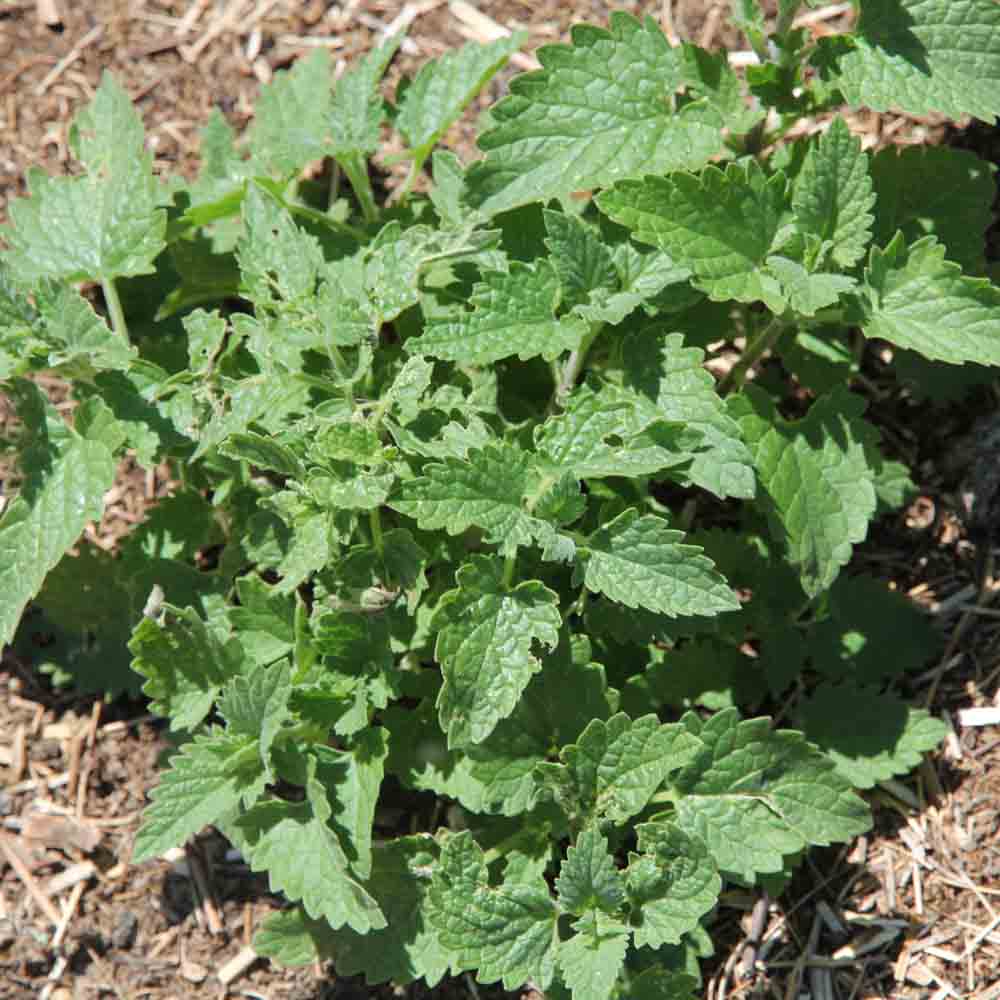 Graines de cataire citronnée bio – La Ferme de Sainte Marthe