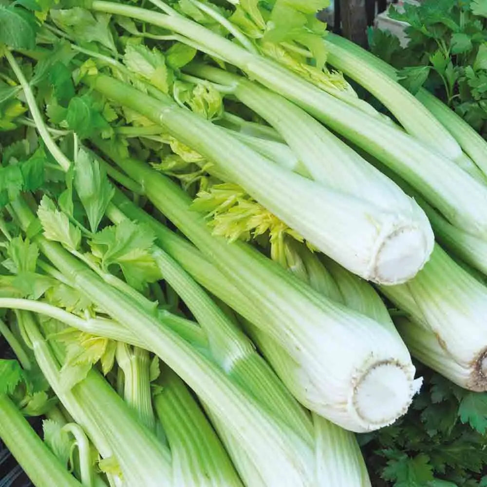 Graines de céleri à côtes tall utah 52/70 bio – La Ferme de Sainte Marthe