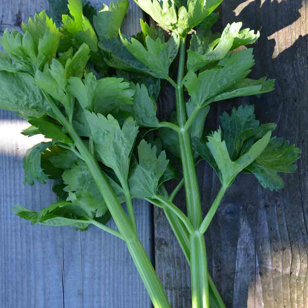 Graines de céleri à couper bio – La Ferme de Sainte Marthe