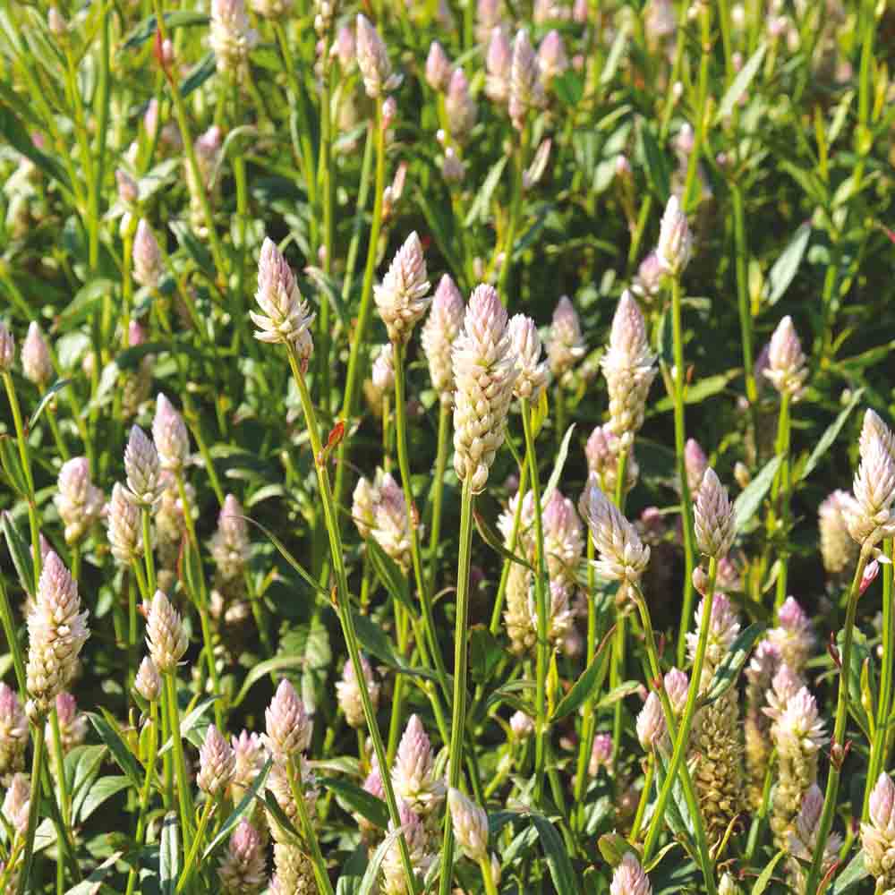 Graines de célosie flamingo pink – La Ferme de Sainte Marthe
