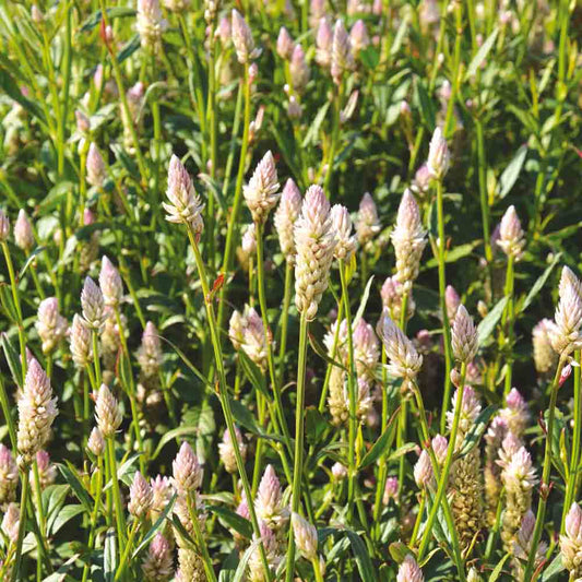 Graines de célosie flamingo pink – La Ferme de Sainte Marthe