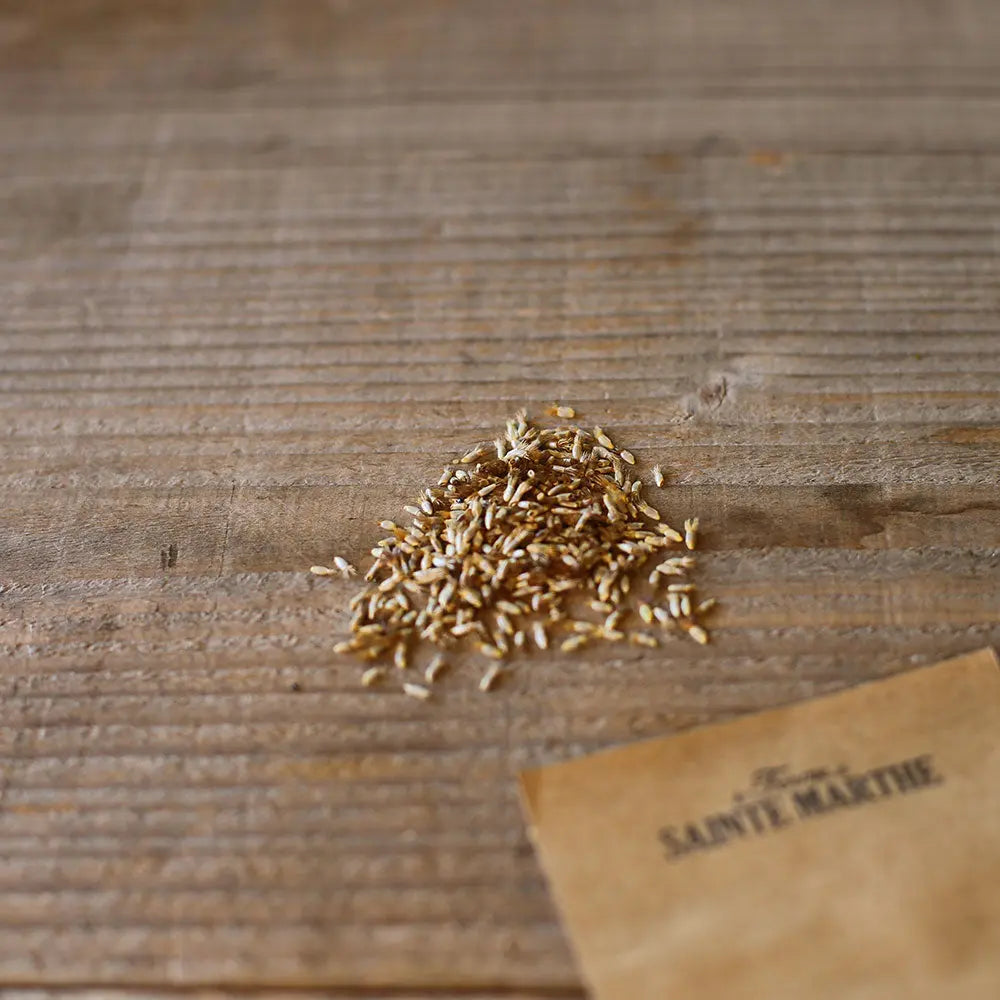Graines de centaurée variée classic fantastic – La Ferme de Sainte Marthe