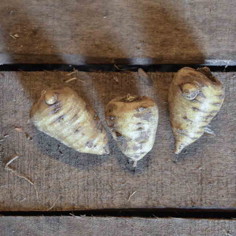 Graines de cerfeuil tubéreux bio – La Ferme de Sainte Marthe