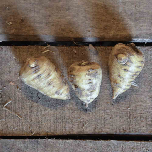 Graines de cerfeuil tubéreux bio – La Ferme de Sainte Marthe