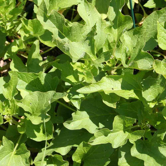 Graines de chénopode bon henri bio – La Ferme de Sainte Marthe