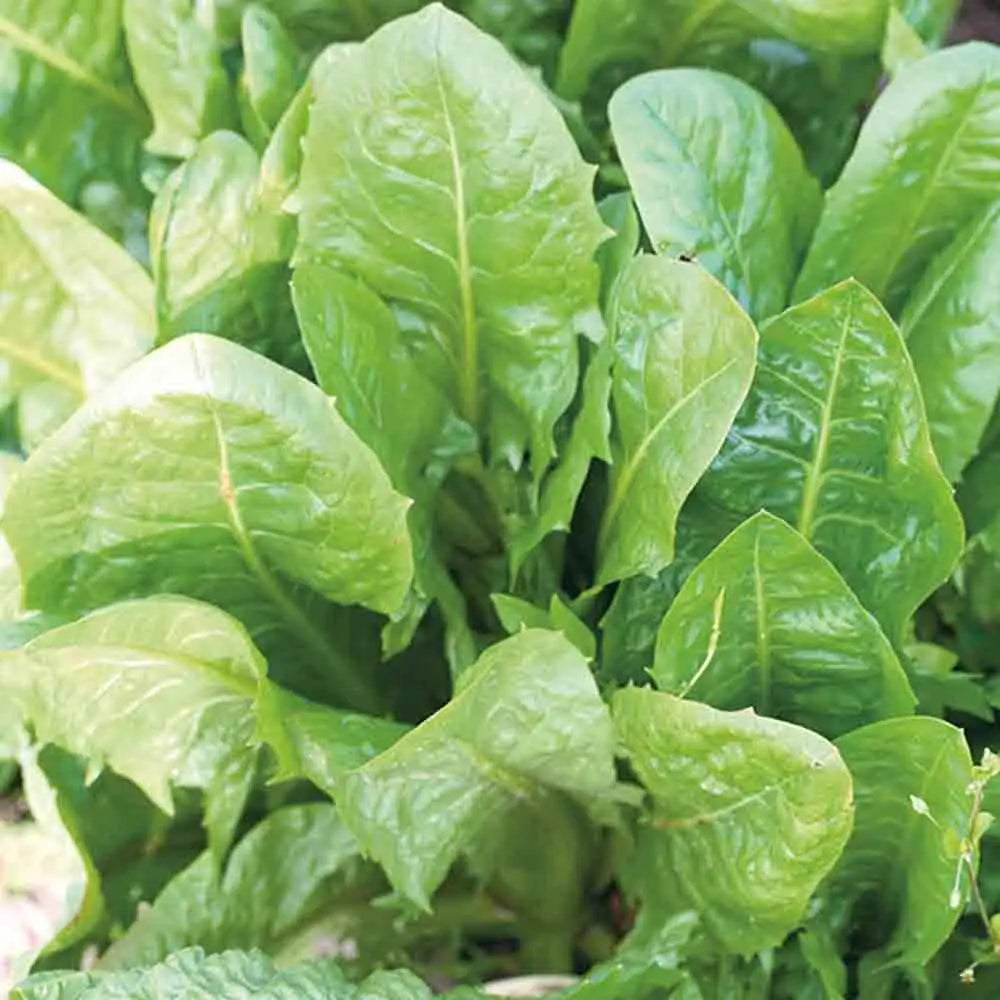 Graines de chicorée à larges feuilles biondissima di trieste bio – La Ferme de Sainte Marthe