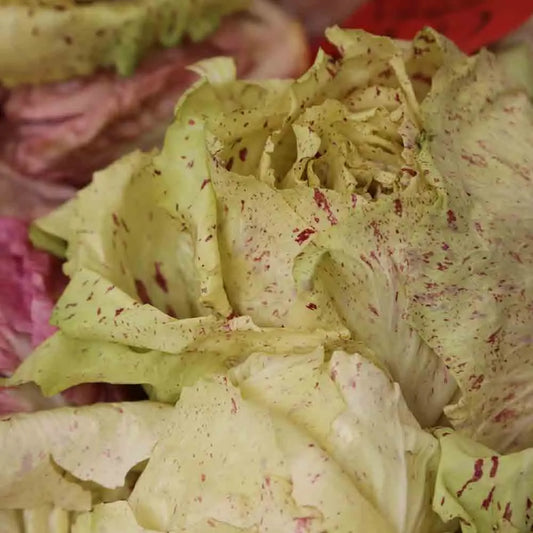 Graines de chicorée à larges feuilles fenice tt bio – La Ferme de Sainte Marthe