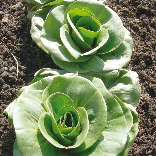 Graines de chicorée à larges feuilles grumolo verde bio – La Ferme de Sainte Marthe