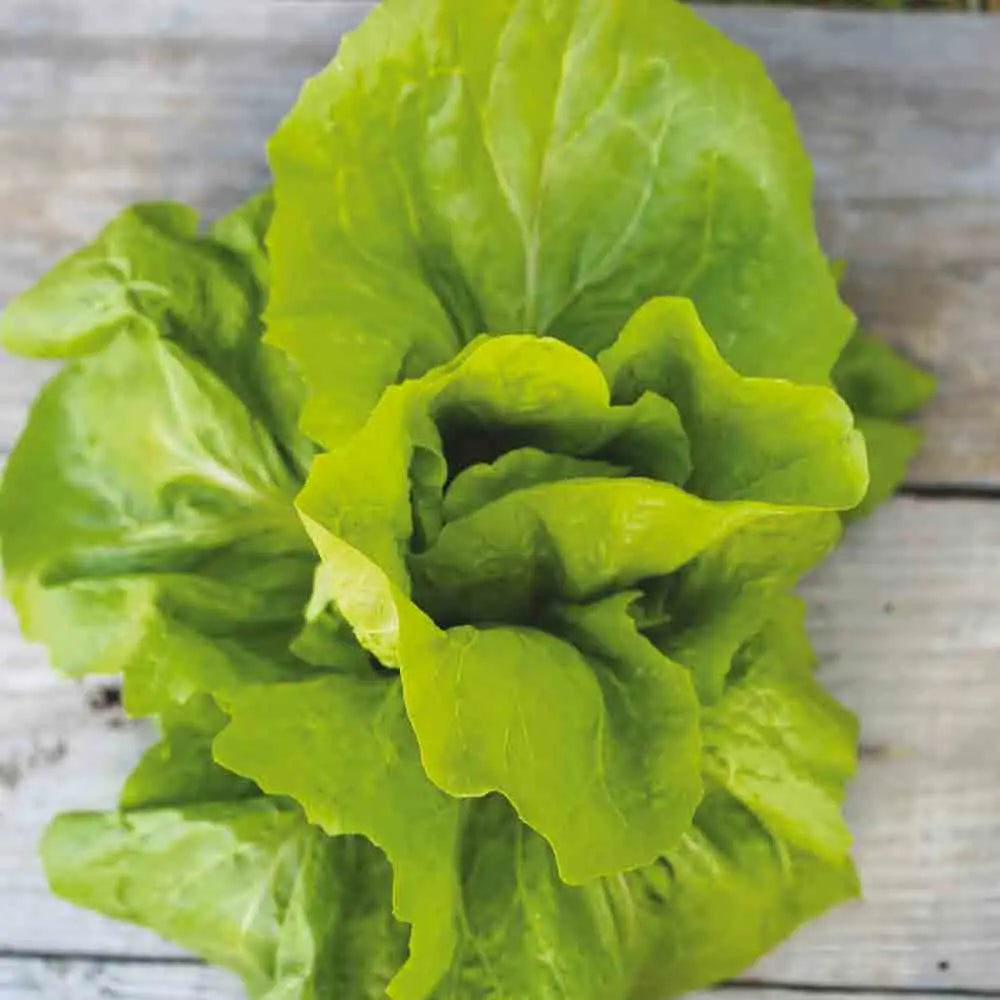 Graines de chicorée à larges feuilles pain de sucre bio – La Ferme de Sainte Marthe